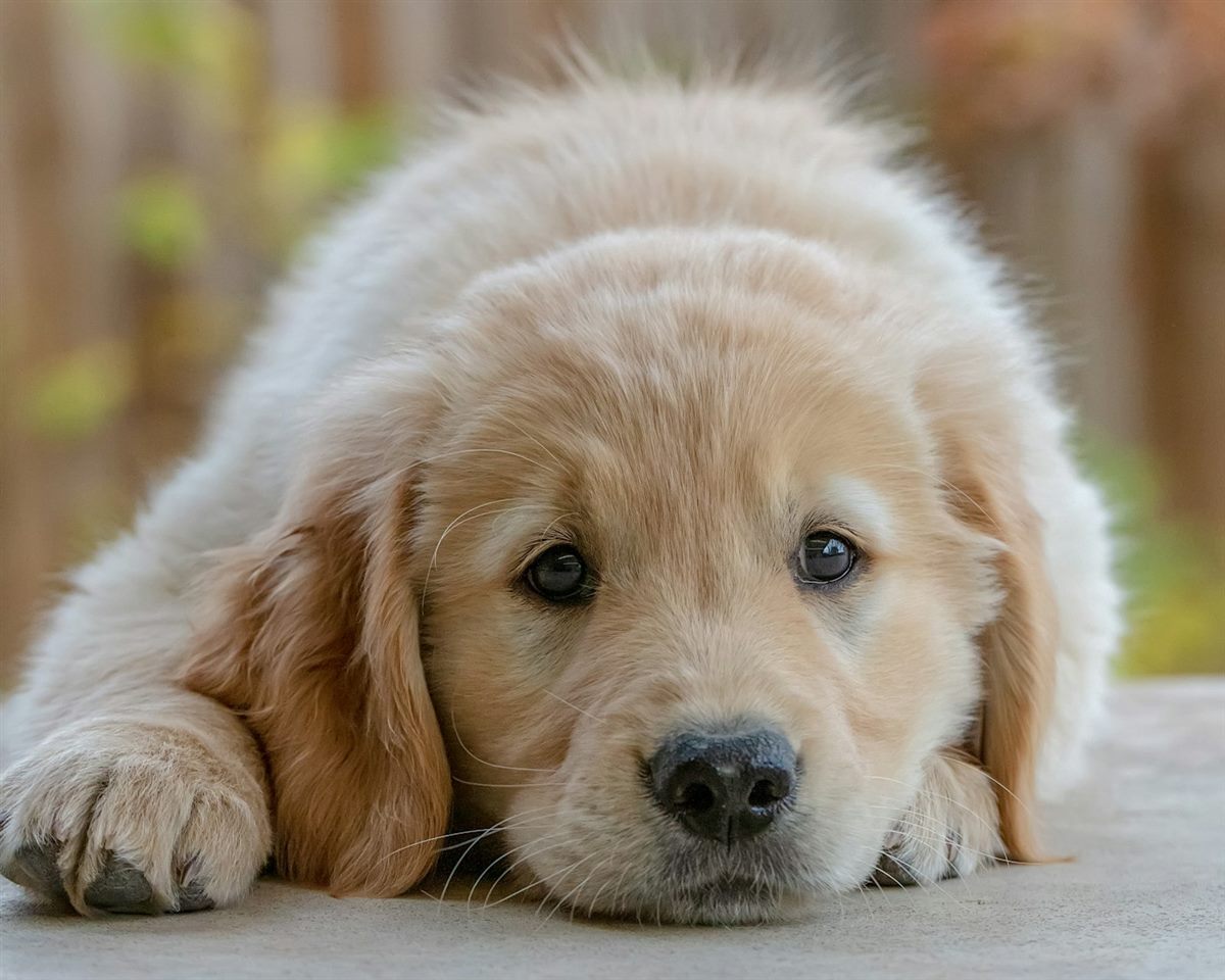 Golden retriever puppy resting its head on its paws