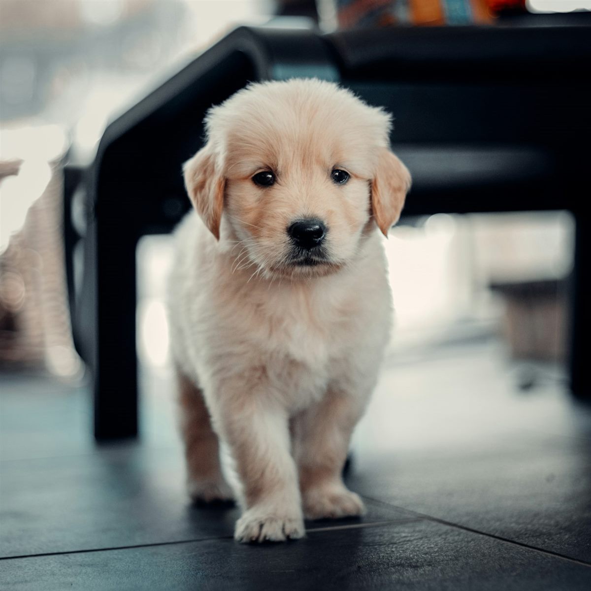 Golden retriever puppy walking across a floor at home