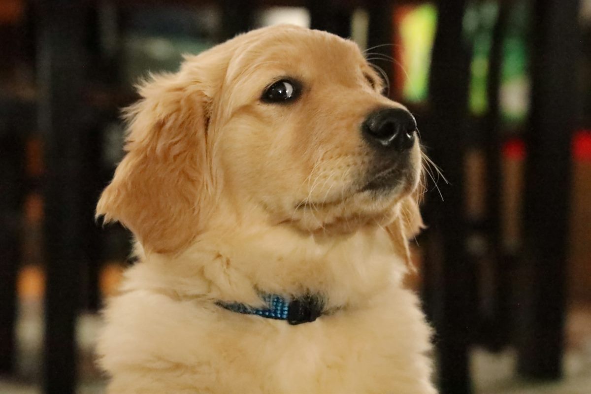 Golden retriever puppy wearing a blue collar