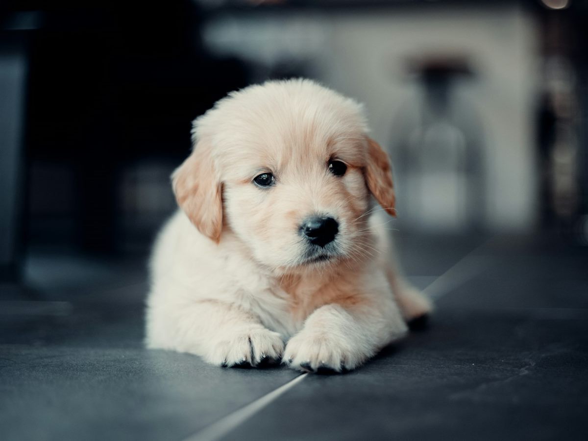 Golden retriever puppy on a dark floor looking at the camera