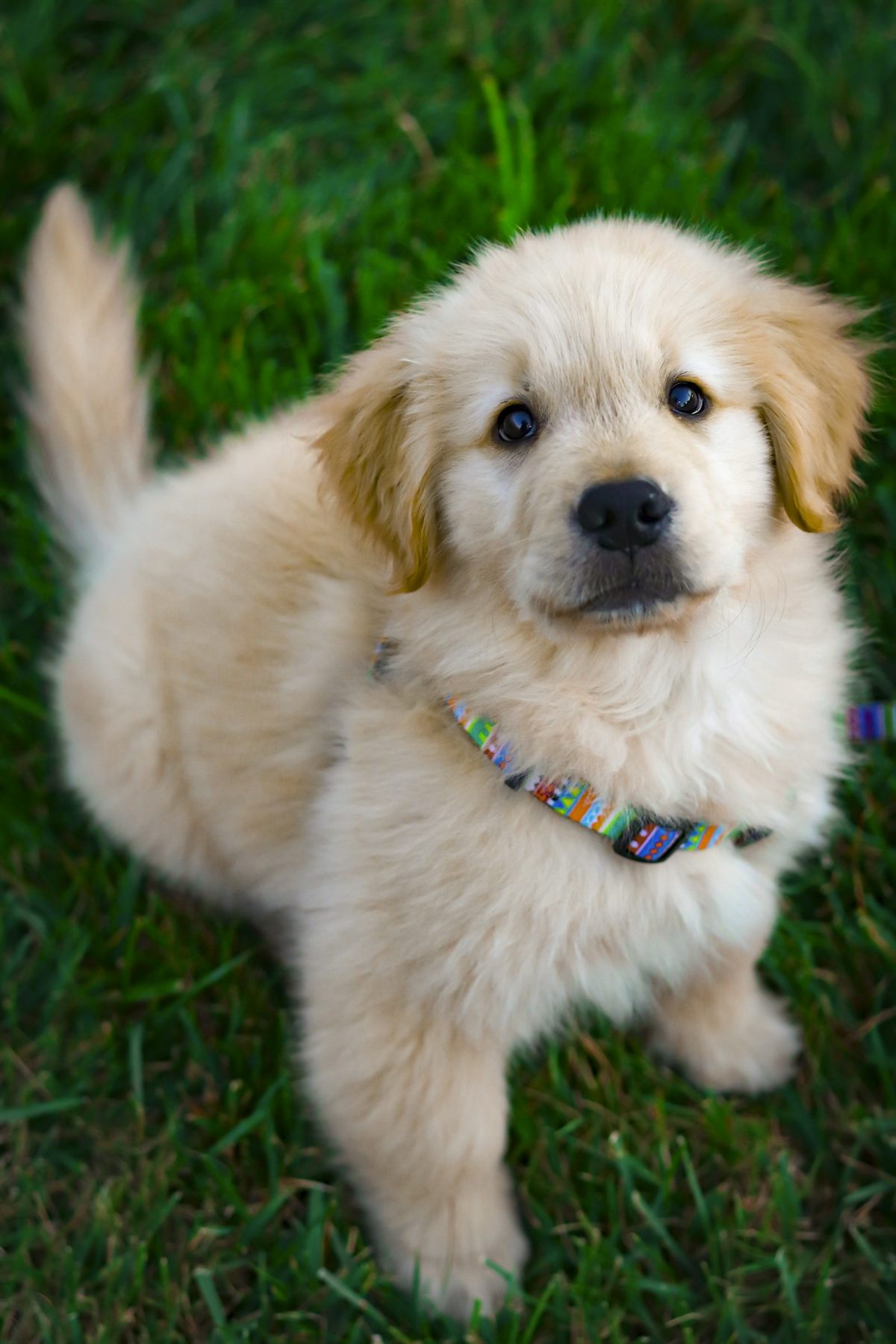Golden retriever puppy sitting on green grass